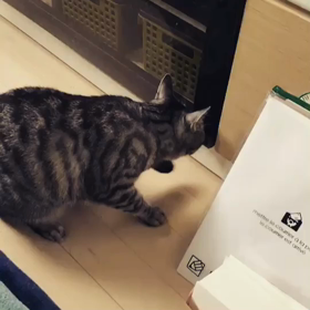 飼い猫のまやさん奮闘記①の画像