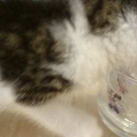 ニャースの画像