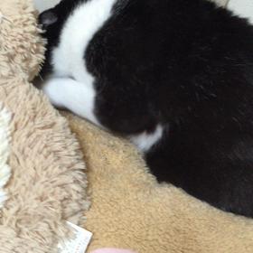 ▶︎寝る前のベットメイキングの画像