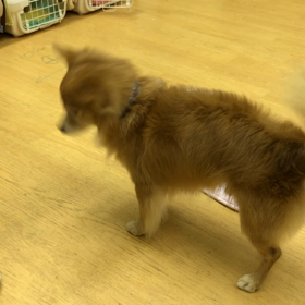 マロン編。の画像