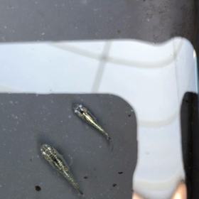 緑光(改)の画像