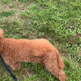 5月16日11わんこと1時間遠足  代々木公園の画像