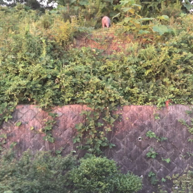 イノシシ盗撮動画2の画像