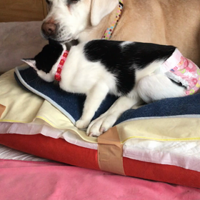 恋の病をなだめるよもぎの画像