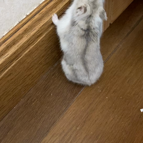 はむけつ☆の画像