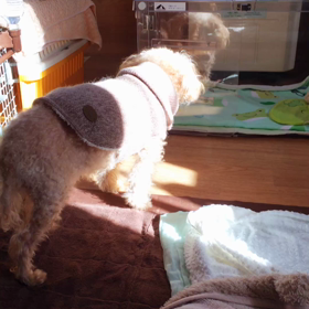 警戒吠えの画像