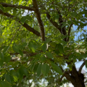 今年は早い？の画像