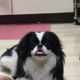 あずきとパパ(♡˙︶˙♡)の画像