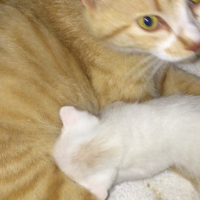 昨夜の倉庫猫の画像