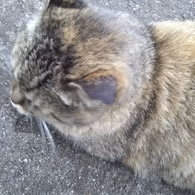 怒られました。の画像