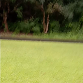 ひぐらしの鳴く丘にの画像