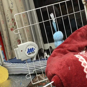 甘え鳴きの画像