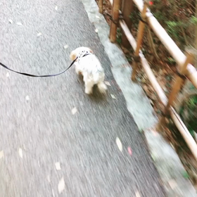 カルガモの親子♡の画像