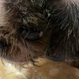 新入りさんの画像