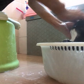 ハチワレ君のシャンプータイムの画像