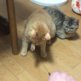 またまた動画ですの画像