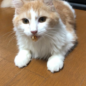 ノラ猫になりかけたマロ。の画像