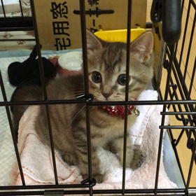 開け〜ゴマ〜の画像