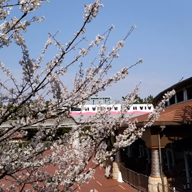 ミラコスタでの花見 2021　その２の画像