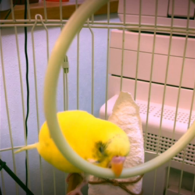 イライラインコの画像