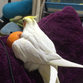 チェリーっ子がの画像