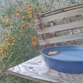 すぎぴたんの事件簿シーズン3　435話（帰ってきた！ヤマガラ、おかえり！！(இдஇ; )）の画像