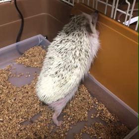 357日目抱き上げる前に注意したいことの画像