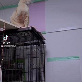 タイガの一人あそひの画像