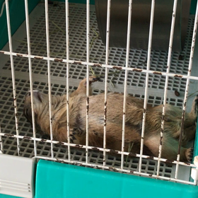 いつもの日曜の画像