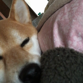 朝ですねぇの画像