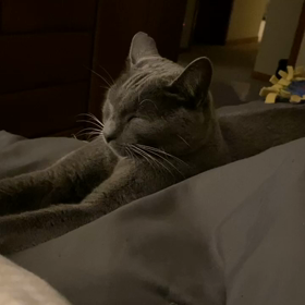 Mimiのもみもみの画像