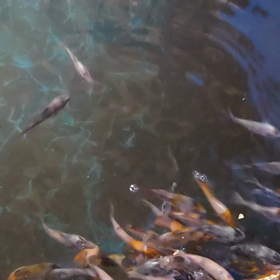 今日の玉ころがしの画像