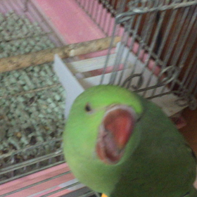 ワカケホンセイインコの画像