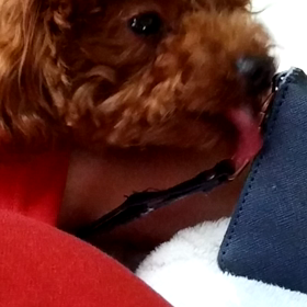 モアナの好きなものの画像