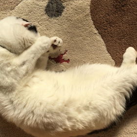 日向ぼっこの画像