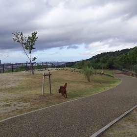 鳥猟犬？の画像