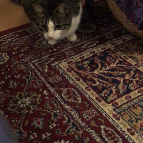 うごくユキィの画像