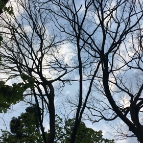 カウンティングスターの画像