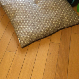 新種発見？の画像