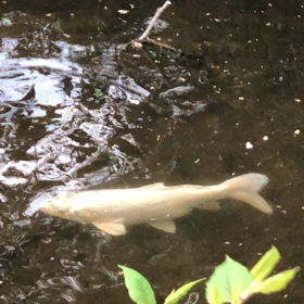 きょうのホワイト1／動画の画像