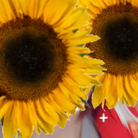 ドコノコノキノコの画像