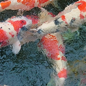 昨日の紅白の画像