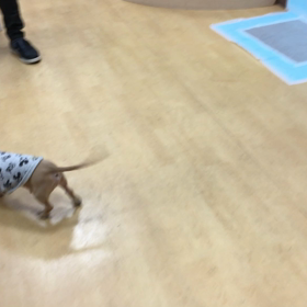 ちゃんと呼ばれた人のとこに行きますね。の画像