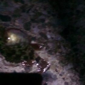 先日の釣果  チビガシラ タケノコメバル 四日市の画像