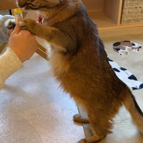 フライドポテト、細い派？太い派？の画像