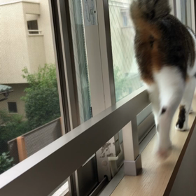 チップ君三回忌に旅行を考えているが…の画像