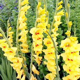 真夏日・３日目の画像