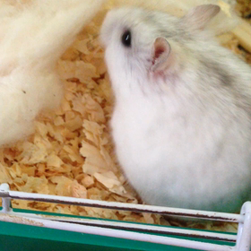 ラブとミルクの画像