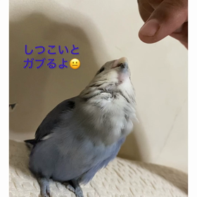 きょろちゃんの嫌なもの 好きな事の画像