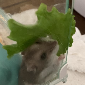 レタス大好きっ子♡の画像